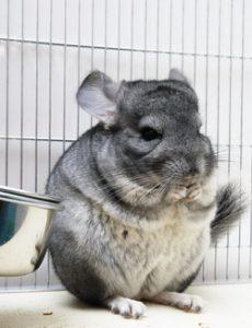 alimentation du chinchilla