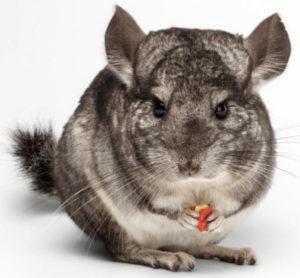 alimentation et accessoires pour chinchilla