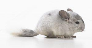 chinchilla