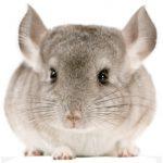 chinchilla