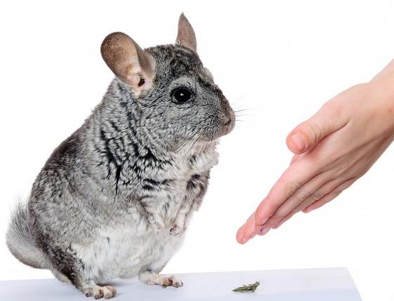 chinchilla