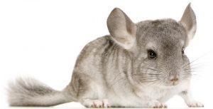 chinchilla